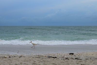 sea