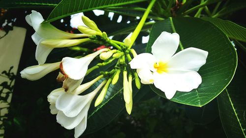 Close-up of white flowers