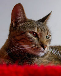 Close-up of a cat looking away