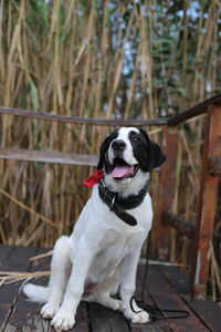 Bucovina shepherd dog sitting outdoors