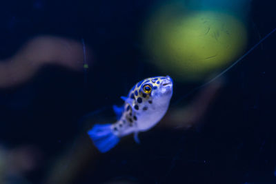 Fish swimming in sea