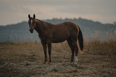 Horse standing in a field