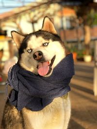 Close-up portrait of a dog