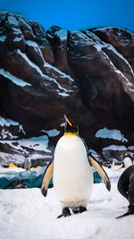 Penguin on snow