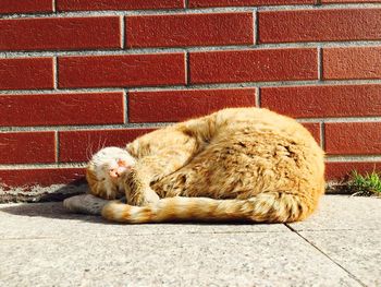 Cat sleeping by brick wall