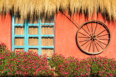 Close-up of plants against building