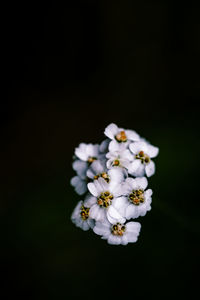 Close-up of white cherry blossom against black background