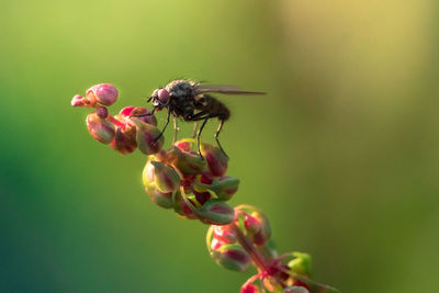 Close-up of bee on flower