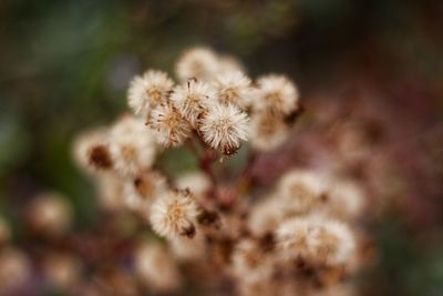 Close-up of flowering plant
