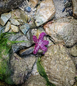 High angle view of purple flower on rock