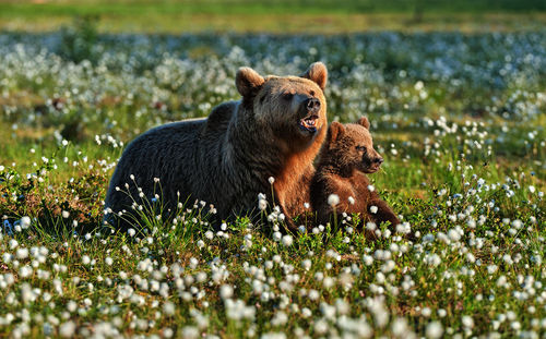 Bears sitting by flowering plants on land