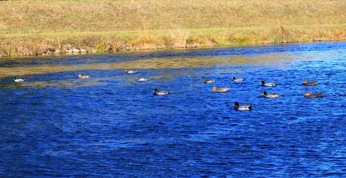 View of birds swimming in sea