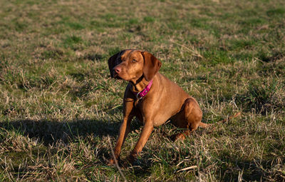 Dogs running on grassy field