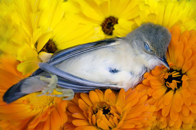 Close-up of bird on sunflower