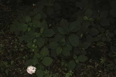 Plant growing on a tree
