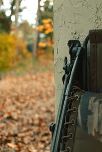 Close-up of autumn leaves