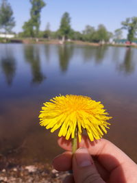 Close-up of hand holding yellow flower