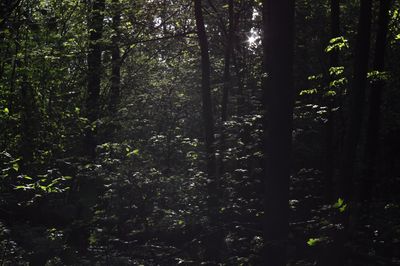 Trees in forest