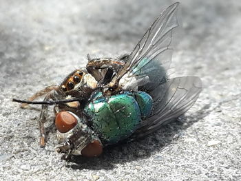 Close-up of insect