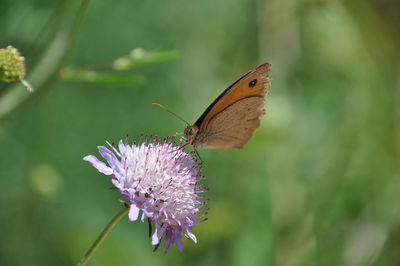 Close-up of butterfly pollinating on purple flower