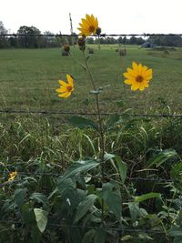 Yellow flowers blooming on field