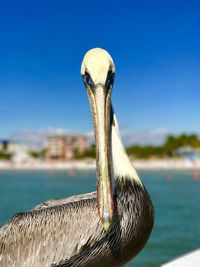 Close-up of bird against blue sky