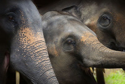 Close up of elephant, dramatic portrait animal.