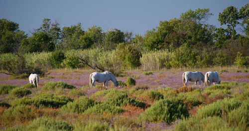 Horses grazing on grassy field against trees