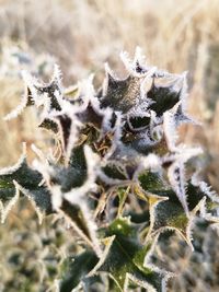 Close-up of frozen plant on field