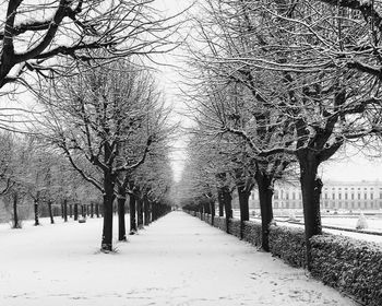 Empty road along trees