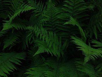 Full frame shot of fern leaves