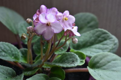 Close-up of pink flowering plant