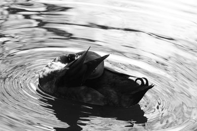Close-up of duck swimming in lake