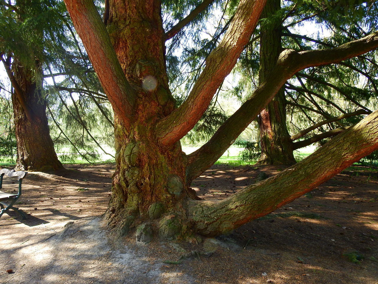 TREE TRUNKS IN SUNLIGHT