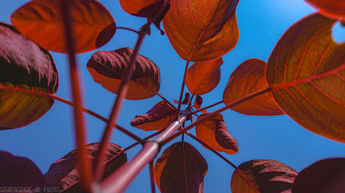 Low angle view of plant against sky