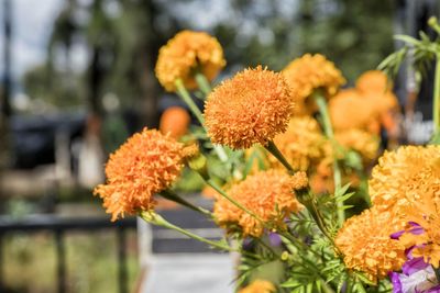 Close-up of orange flowering plant