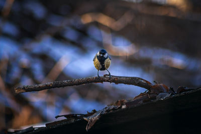 Close-up of bird perching on branch