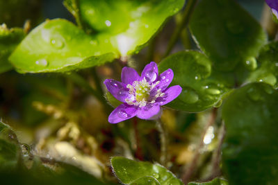 Close-up of wet purple flowering plant