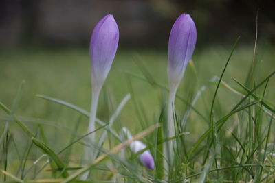 Close-up of crocus blooming on field