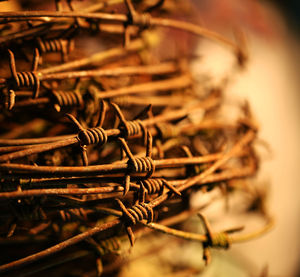 Close-up of dry plant in basket