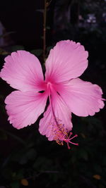 Close-up of pink flower