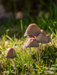 Close-up of mushroom growing on field