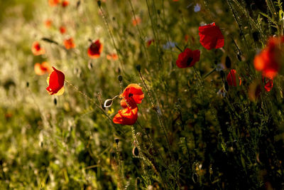 Close-up of red poppy flowers blooming on field