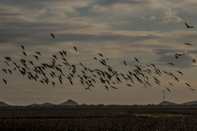 Flock of birds flying in the sky