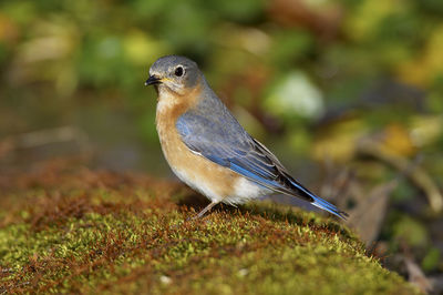 Close-up of female eastern bluebird perching on twig