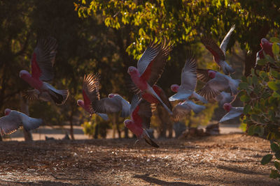 Flock of birds on a land
