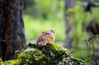 Close-up of rat on moss