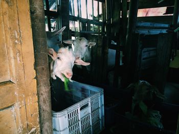 Goats eating from containers in shed