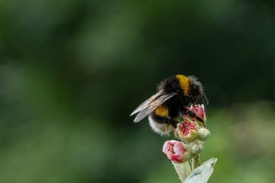 Close-up of bee pollinating on flower