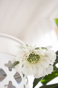 Close-up of white flowering plant